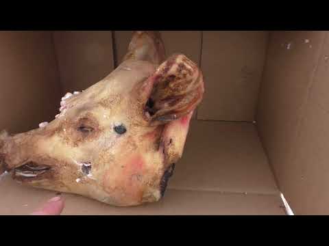 Видео: Grand Power T15-F по свиной голове