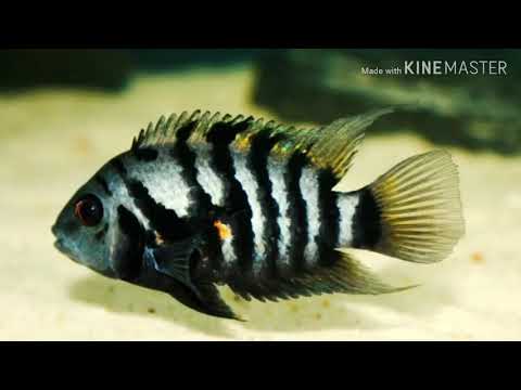 Видео: ЦИХЛАЗОМА ЧЕРНОПОЛОСАЯ(ОБЗОР)