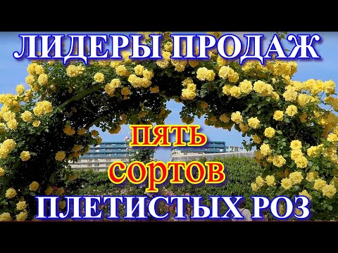 Видео: Лидеры продаж. Пять сортов плетистых роз.