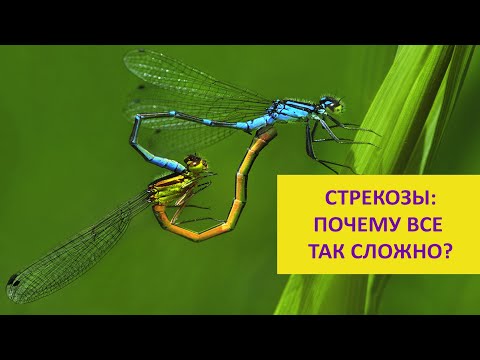 Видео: СТРЕКОЗЫ - внешность обманчива! Наталья Носова