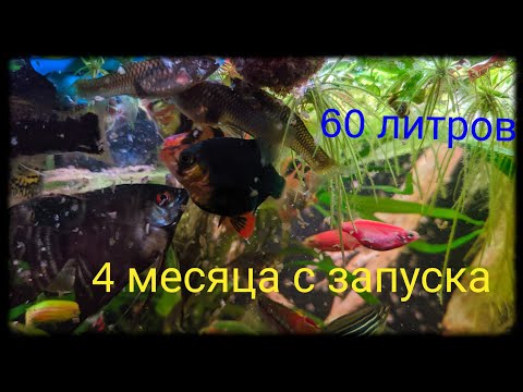 Видео: 4 месяца с запуска 60-литрового аквариума.Новости нашего аквариума.4К.2 мая 2024