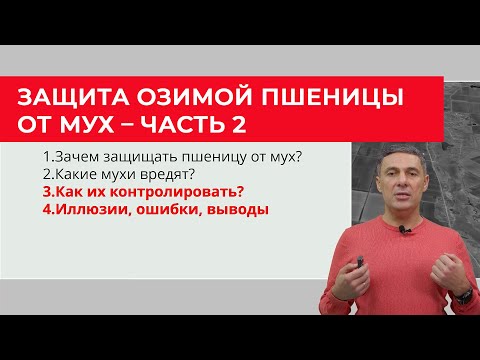 Видео: Осенняя защита озимой пшеницы от мух – часть 2 | Сергий Ризанов | Агроном