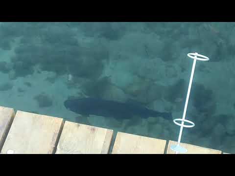 Видео: Рыбалка.Форелевый рай для тех кто любит ловить форель.