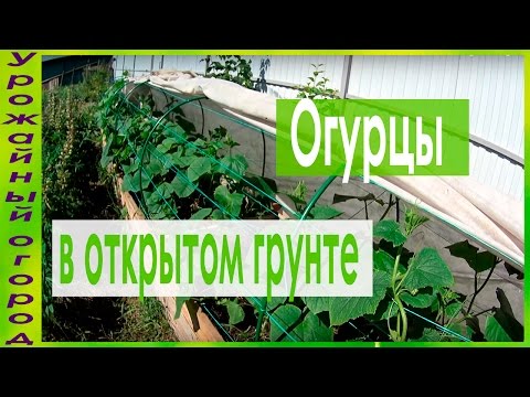 Видео: ВЫРАЩИВАНИЕ ОГУРЦОВ В ОТКРЫТОМ ГРУНТЕ!!! ТЕПЛАЯ ГРЯДКА-КОРОБ!!!