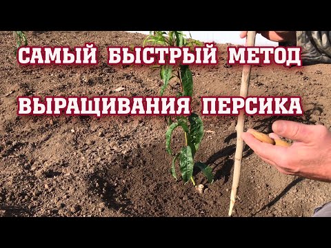 Видео: Самый быстрый способ выращивания персика ! ! !