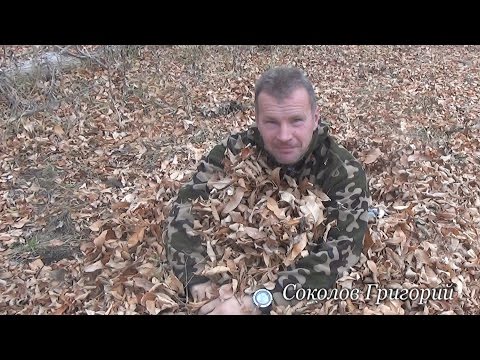 Видео: Лесная постель из лесной подстилки