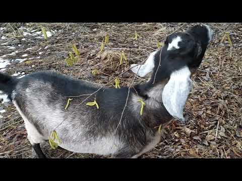 Видео: Беременность козы 3 месяца