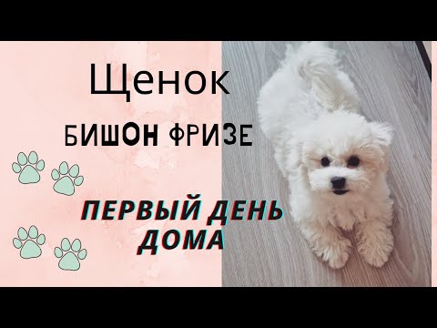 Видео: Купили собаку! Море радости - щенок Бишон фризе