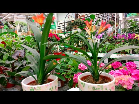 Видео: 🍃Бауцентр🍃Давайте Вместе Прогуляемся🌷Зарядимся Позитивом😉🍃
