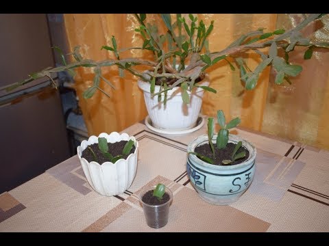 Видео: Размножение шлюмбергеры рождественника, декабриста Часть 1