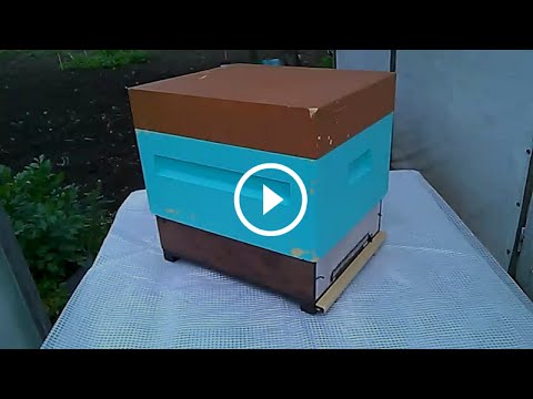 Видео: улей нижегородец высокое дно