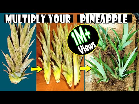 Видео: Как размножить верхушку ананаса | Подробный метод