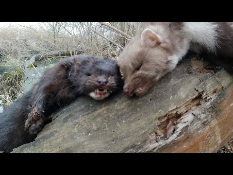Видео: охота капканами, на куницу лису, норку удачно. сезон 2025.