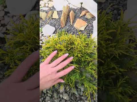 Видео: 3 ноября 2025 г.