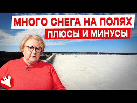 Видео: Много снега на полях. Какие плюсы и минусы? | Елена Соколова | Растениеводство