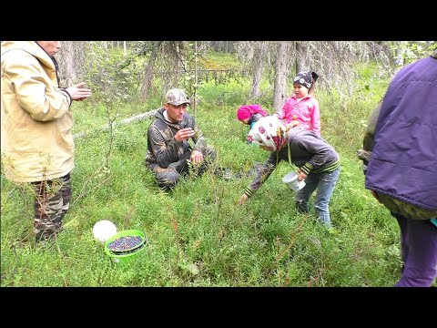 Видео: НАШЛИ СТОЛЬКО ЯГОД ЧТО СТУПИТЬ НЕКУДА!!! СОБИРАЕМ ЧЕРНИКУ ТОЛПОЙ / ЗАГОТОВКИ НА ЗИМУ / ПОХОД В ТАЙГУ