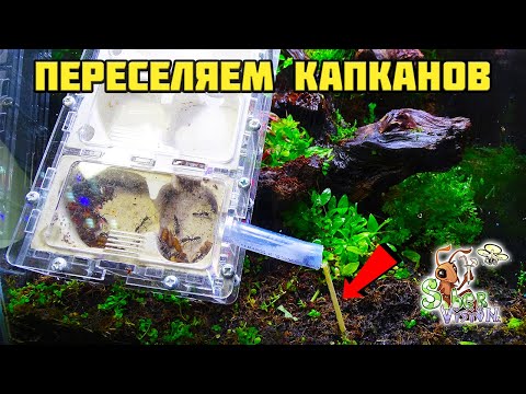 Видео: Заселение капканов в природный формикарий ● Odontomachus bauri