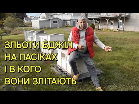 Видео: Зльоти бджіл на пасіках і в кого вони злітають #бджільництвов6тирамвуликах