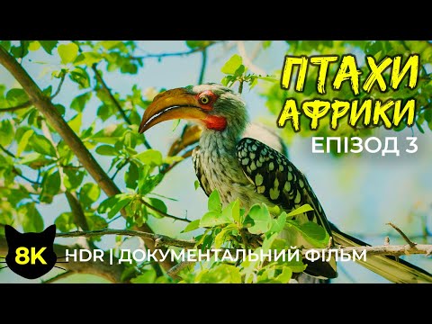 Видео: Дивовижні птахи Африки - 8K HDR Документальний фільм про дику природу - Частина 3