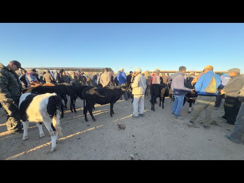 Видео: БЕРУНИЙ УЖАК БОЗОРИ 2 КИСМ 05.10.2025