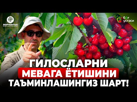 Видео: ГИЛОСДА ЁЗГИ КЕСИШНИ ТЎҒРИ БАЖАРИНГ! | ШУҲРАТ АБРОРОВ #shuhratabrorov #gilos #гилос #giloskesish #uz