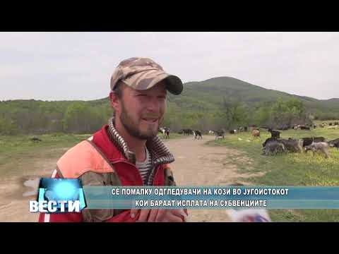 Видео: Сé помалку одгледувачи на кози во југоистокот кои бараат исплата на субвенциите
