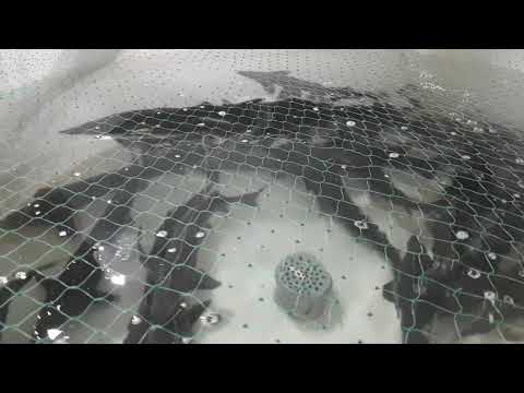 Видео: Мини УЗВ. Осётр. ч.8. Ответы на частые вопросы, разные мысли.