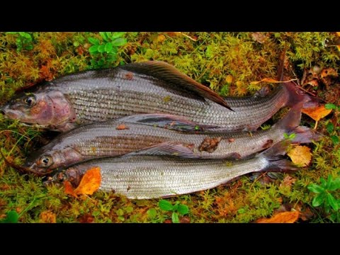 Видео: Крутая рыбалка на Севере. р. Ижма. 2 серия.