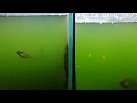 Видео: Предварительные итоги перевода новой рыбы на соленую воду