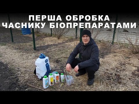 Видео: Перша обробка часнику БІОПРЕПАРАТАМИ в фазі 2-3 листків: підживлення, антистрес, захист від хвороб