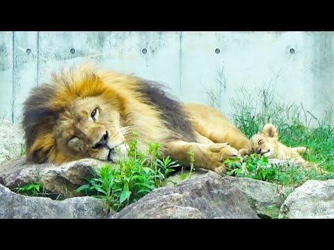 Видео: Так мило😍 Любовь льва-отца успокаивает его детёныша💖