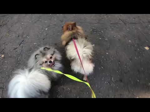 Видео: Прогулка с собачками