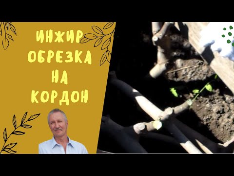Видео: Инжир. Обрезка на горизонтальный кордон.