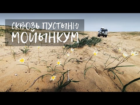 Видео: Один, сквозь пустыню Мойынкум. Алматинская область. Казахстан.