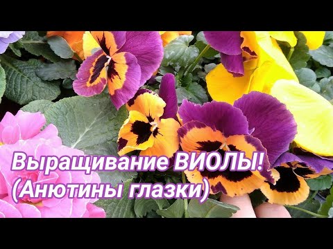 Видео: Выращивание крупноцветковой виолы (анютины глазки)!