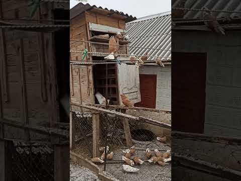 Видео: утреннее кормление
