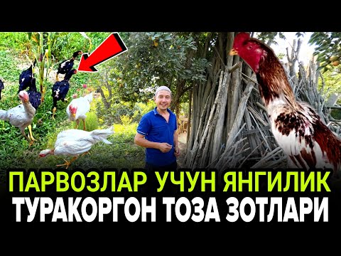 Видео: ЕТТИ УХЛАБ ТУШГА КЕРМАГАН ШОК ЯНГИЛИК НИМИС ЗОТЛАРНИ УДАРИ КУТМАГАН ЭДИМ