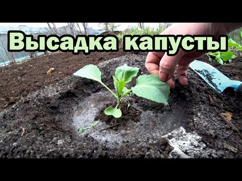 Видео: Кладу это в лунку с капустой, и килы не бывает