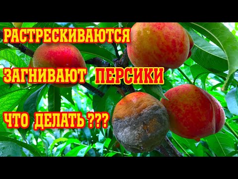 Видео: РАСТРЕСКИВАЕТСЯ КОСТОЧКА У ПЕРСИКА/ Гниль плодов/Что делать???