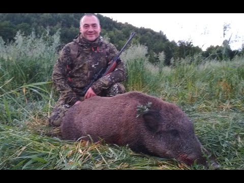 Видео: ОХОТА НА КАБАНА И КОСУЛЮ. В стране косуль Ч7. Wild boаr and roebuck hunting.