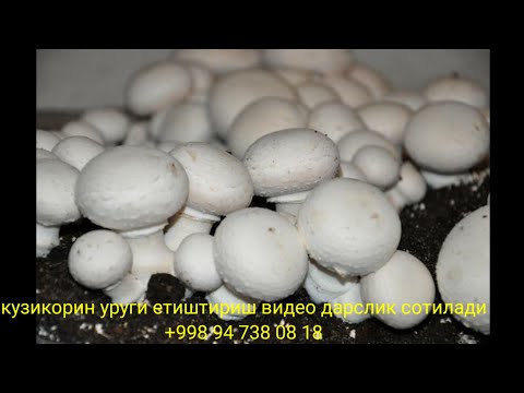 Видео: кузикорин бизнеси бир ойда 1,100$ даромад,кузикорин етиштириш