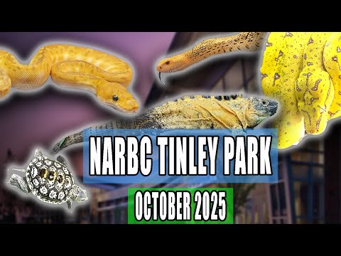 Видео: Выставка рептилий в парке Тинли, октябрь 2025 г.