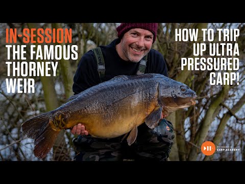 Видео: Как поймать карпа, находящегося под сильным давлением! | Адам Пеннинг | Торни Вейр