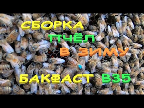 Видео: СБОРКА ПЧЁЛ В ЗИМУ/ФОРМИРУЕМ ГНЕЗДО СЕМЬИ БАКФАСТ В35/ ПРОСТО СОБИРАЕМ ДАДАН 10 РАМОК ДЛЯ ЗИМОВКИ..!