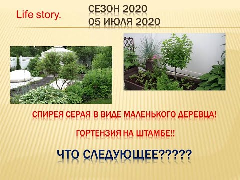 Видео: Спирея серая в виде деревца! Гортензия на штамбе! Что следующее???