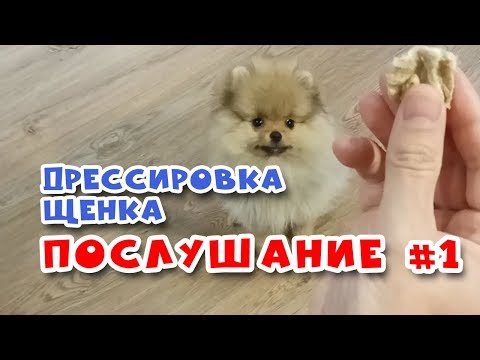 Видео: 🐾 Дрессировка щенка.  Команда НЕЛЬЗЯ #1