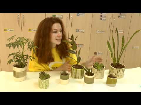 Видео: Одуванчики. Рисуем легко и быстро.