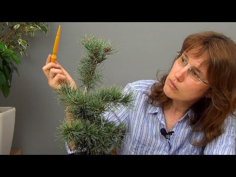 Видео: Бонсай из сосны (ч.4).