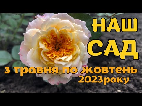 Видео: ЦВІТІННЯ НАШОГО САДУ з травня по жовтень 🏡#садівництво #квіти #садівник