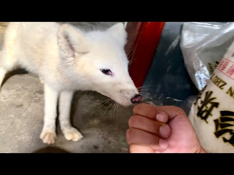 Видео: Я в шоке! Очень голодная маленькая лиса 🦊 внезапно ворвалась на мою кухню, прося еды. 🦊🥰😘👍